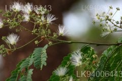 Albizia odoratissima