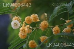 Albizia odoratissima