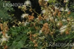Albizia odoratissima