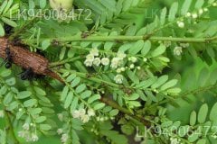 Phyllanthus polyphyllus