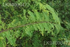 Phyllanthus polyphyllus