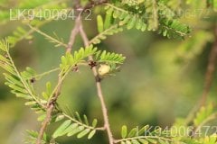 Phyllanthus polyphyllus