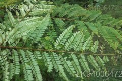 Phyllanthus polyphyllus