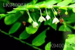 Phyllanthus polyphyllus