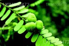 Phyllanthus polyphyllus
