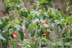Croton aromaticus