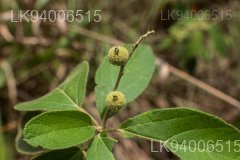 Croton aromaticus