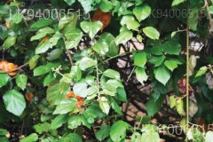 Croton aromaticus