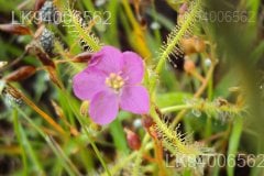 Drosera indica