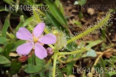 Drosera indica