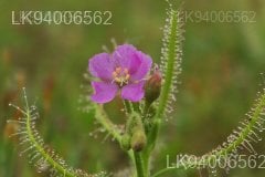 Drosera indica