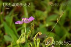 Drosera indica