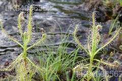 Drosera indica