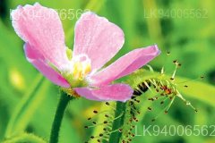 Drosera indica