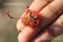 Drosera burmannii