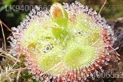 Drosera burmannii