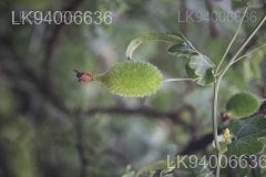 Momordica dioica