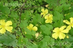 Momordica dioica