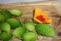 Momordica dioica