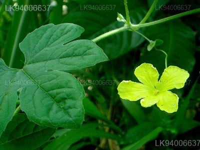 Momordica charantia L.