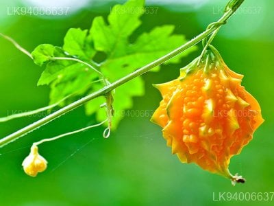 Momordica charantia L.