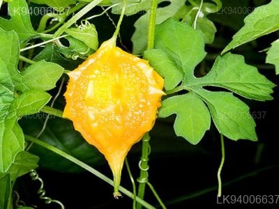Momordica charantia L.