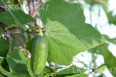 Coccinia grandis