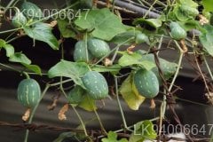 Coccinia grandis