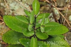 Kalanchoe laciniata