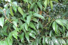 Mesua stylosa