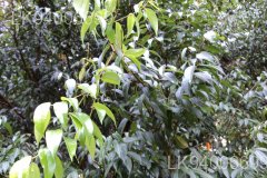Mesua stylosa