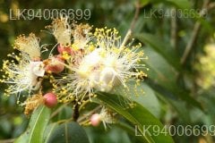 Mesua stylosa