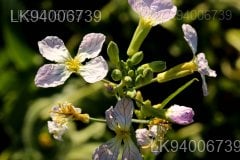 Raphanus sativus