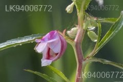Hydrocera triflora