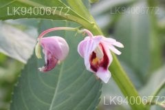 Hydrocera triflora