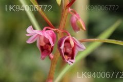 Hydrocera triflora