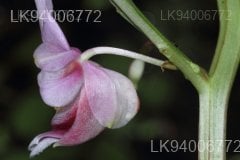 Hydrocera triflora