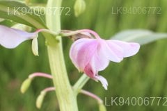 Hydrocera triflora