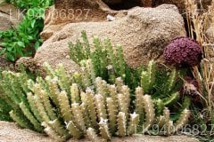 Caralluma umbellata