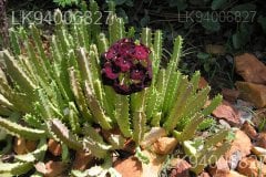 Caralluma umbellata