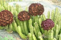 Caralluma umbellata