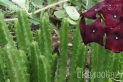 Caralluma umbellata