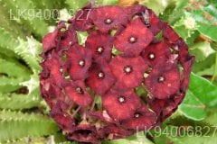 Caralluma umbellata