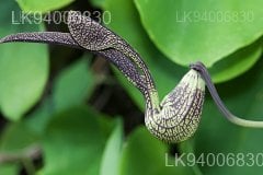 Aristolochia ringens