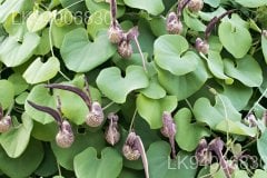 Aristolochia ringens