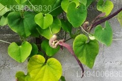 Aristolochia ringens