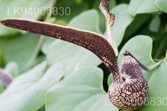 Aristolochia ringens