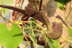 Aristolochia ringens