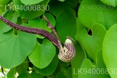 Aristolochia ringens