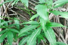 Syngonium angustatum